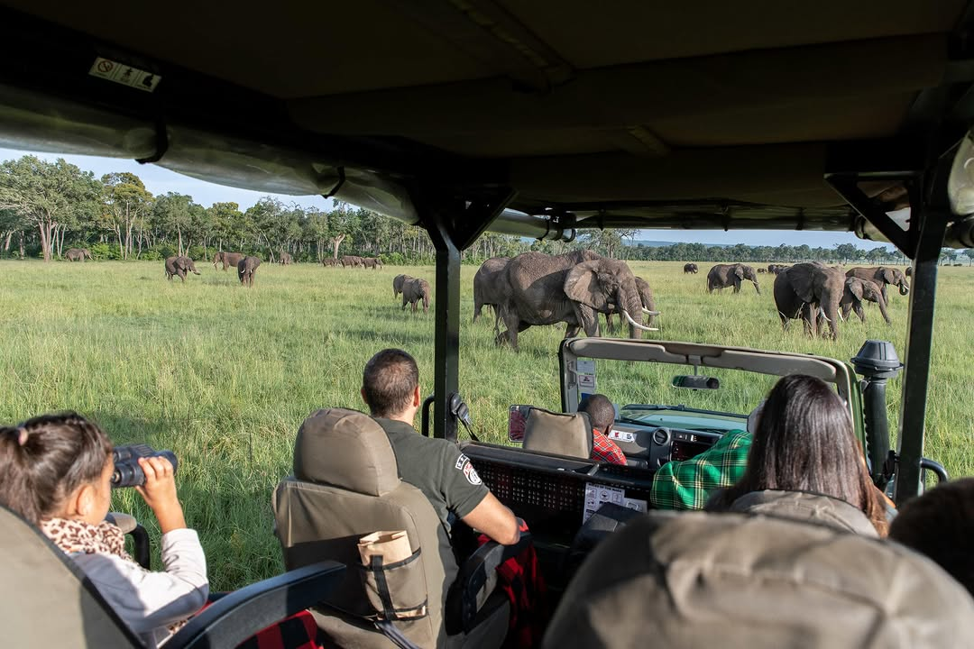 Kenya Safari: The Ultimate Guide to East Africa’s Wildlife Paradise